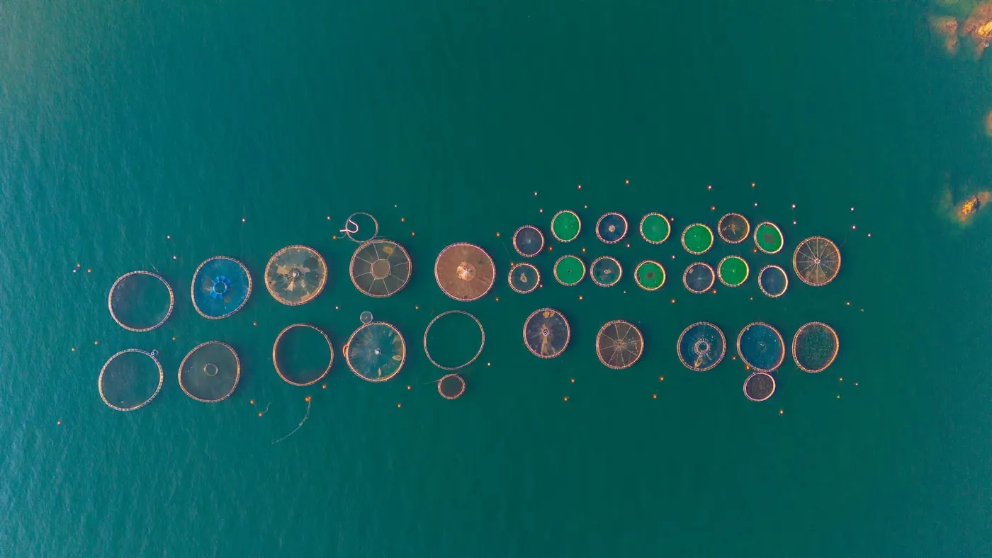 Circular aquaculture pens viewed from above