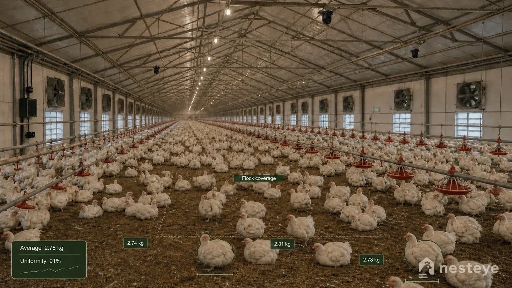 Inside a commercial broiler barn with Nesteye cameras overhead and on-screen weight estimates for individual birds