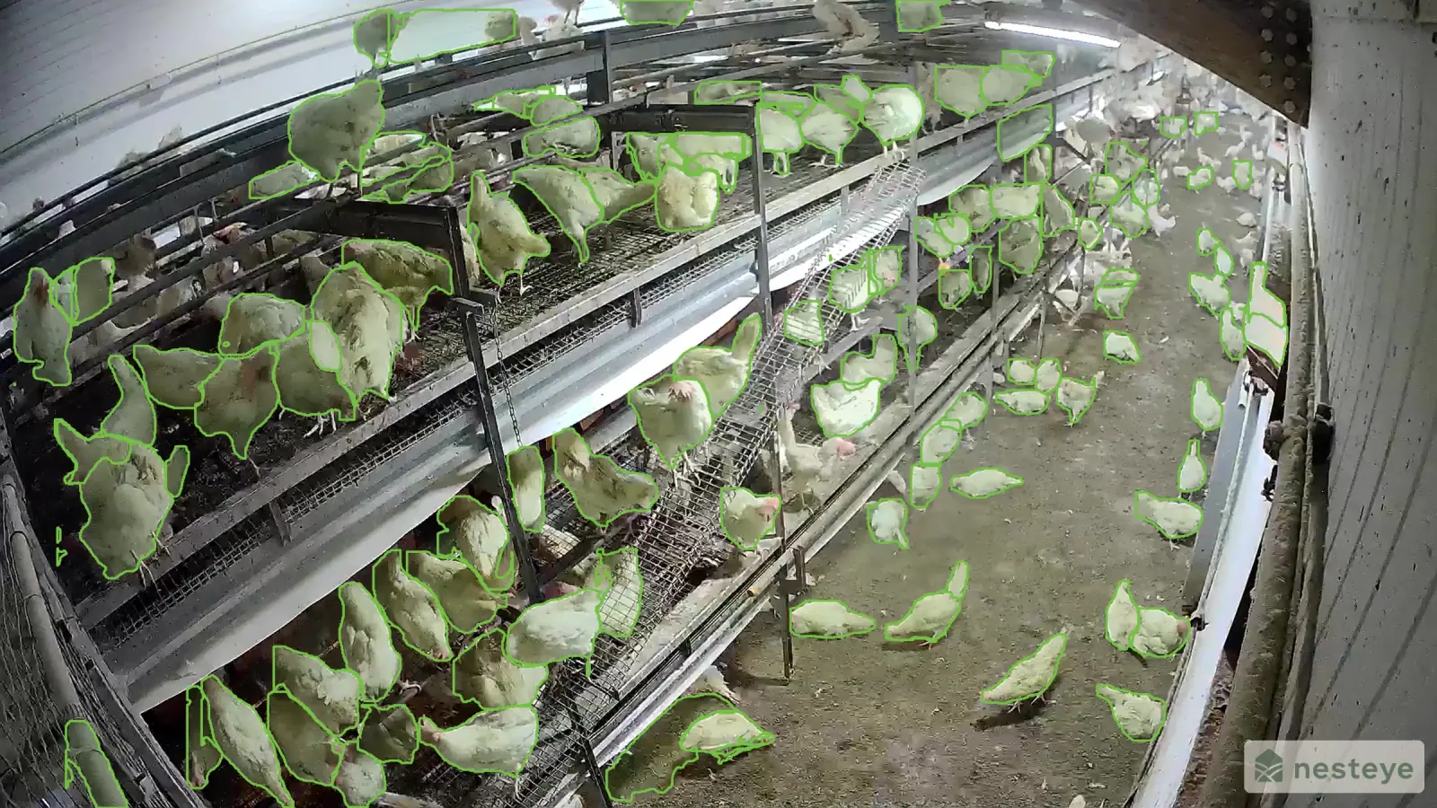 Live camera frame from a commercial poultry house with each bird outlined by the segmentation model